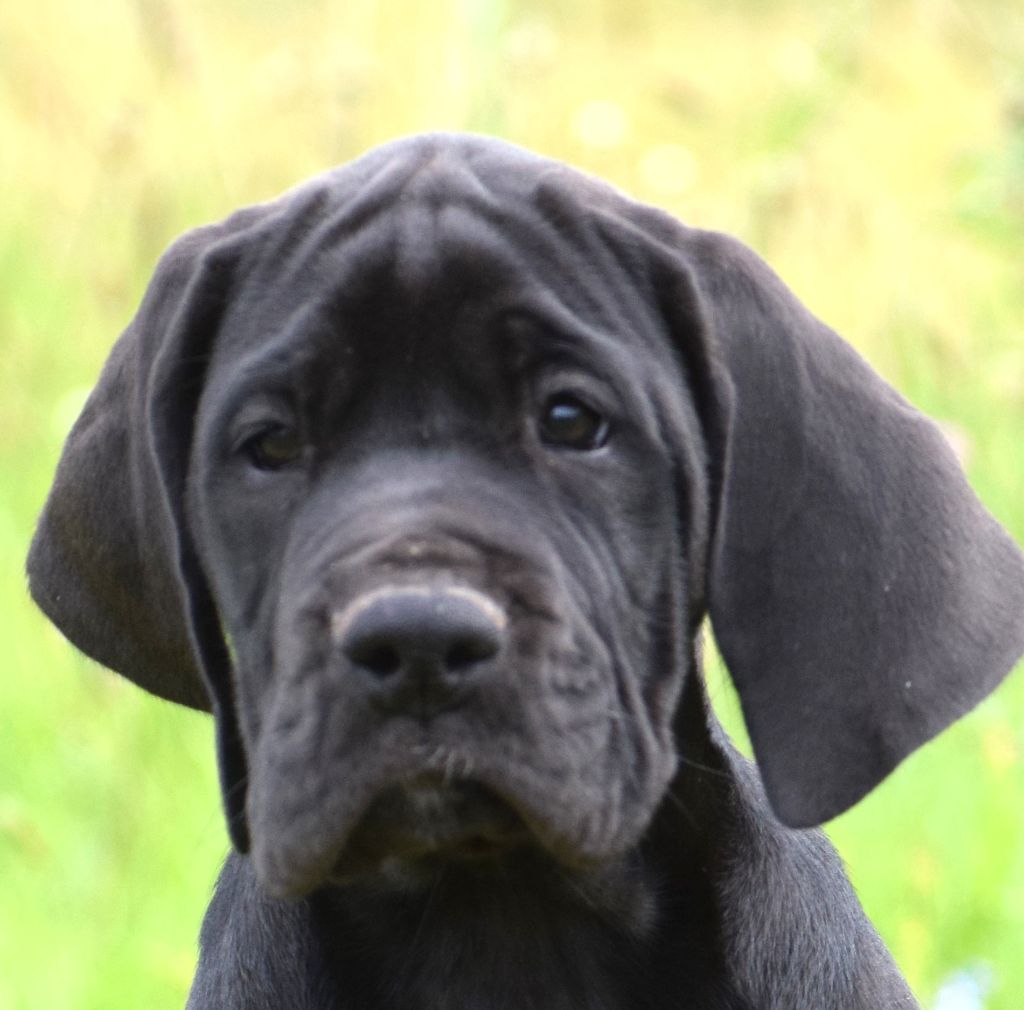 d'Ochretolievaltt - Chiots disponibles - Dogue allemand