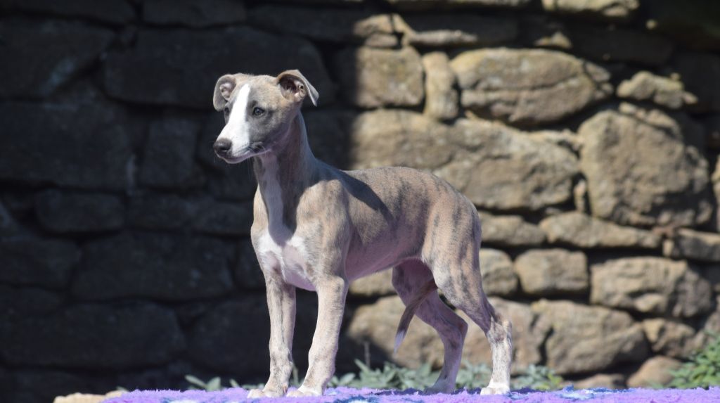d'Ochretolievaltt - Chiots disponibles - Whippet