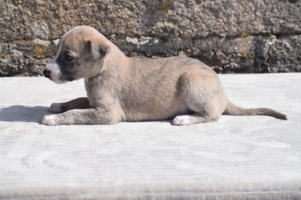 d'Ochretolievaltt - Chiots disponibles - Whippet