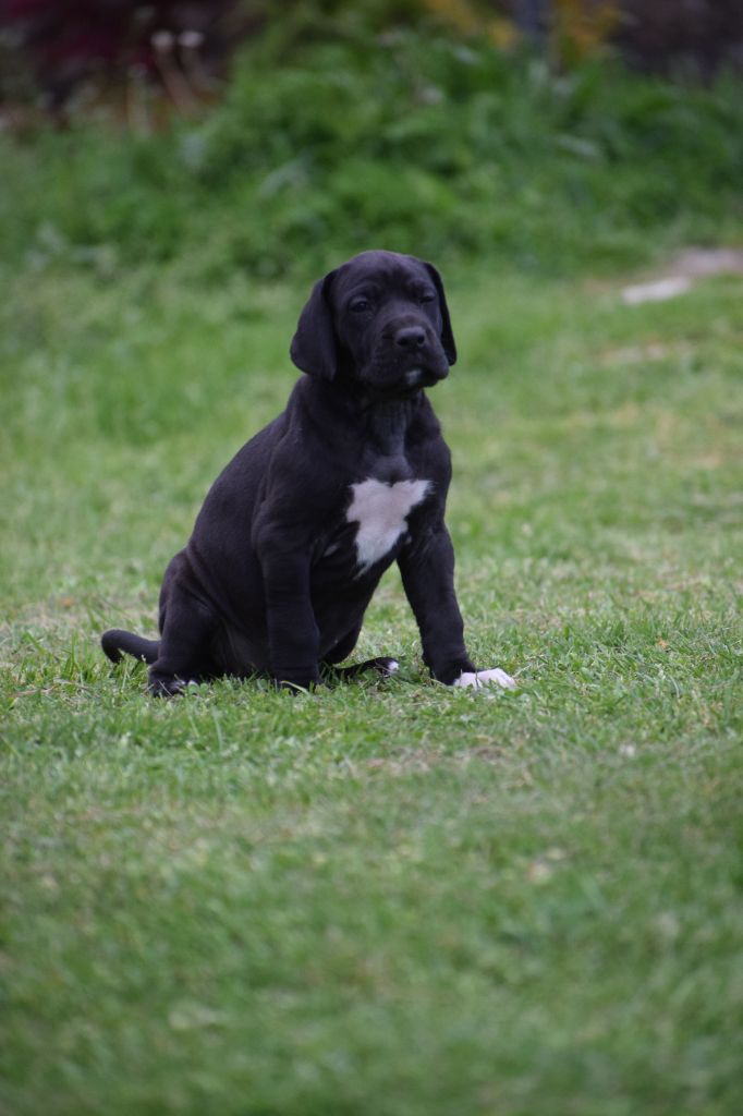 d'Ochretolievaltt - Chiots disponibles - Dogue allemand