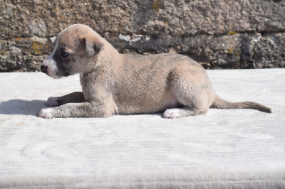 CHIOT 2