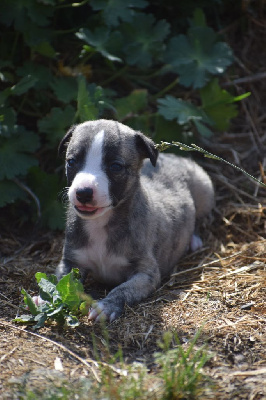 CHIOT 3