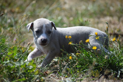 CHIOT 5