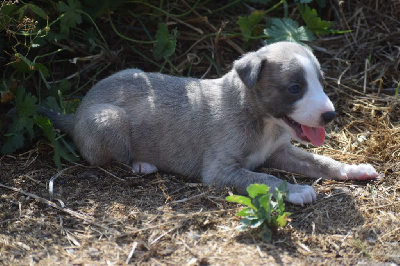 CHIOT 7