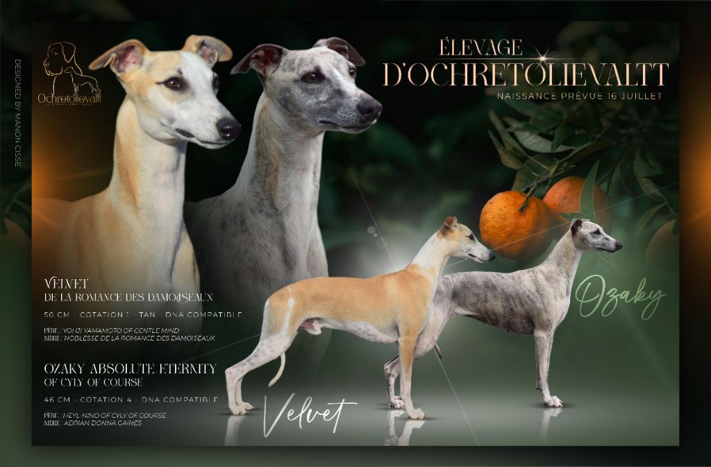Chiot Whippet d'Ochretolievaltt