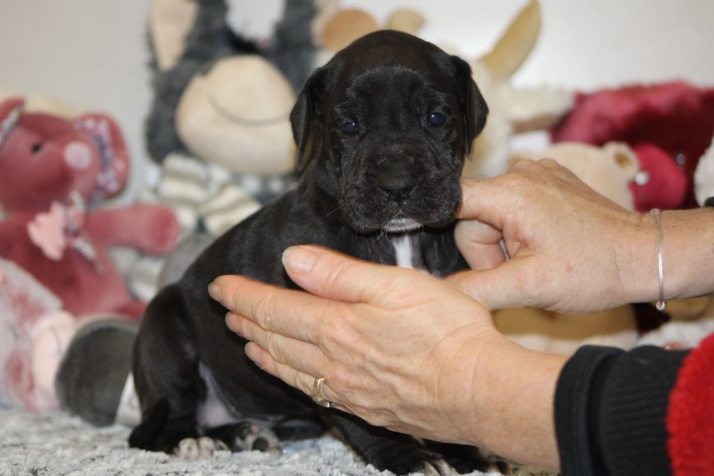 d'Ochretolievaltt - Dogue allemand - Portée née le 29/09/2025