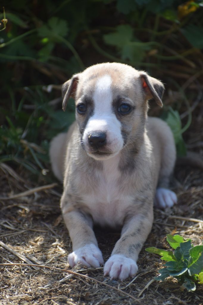 d'Ochretolievaltt - Chiots disponibles - Whippet