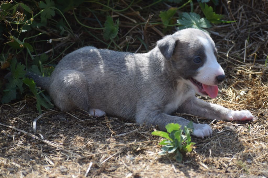 d'Ochretolievaltt - Chiots disponibles - Whippet